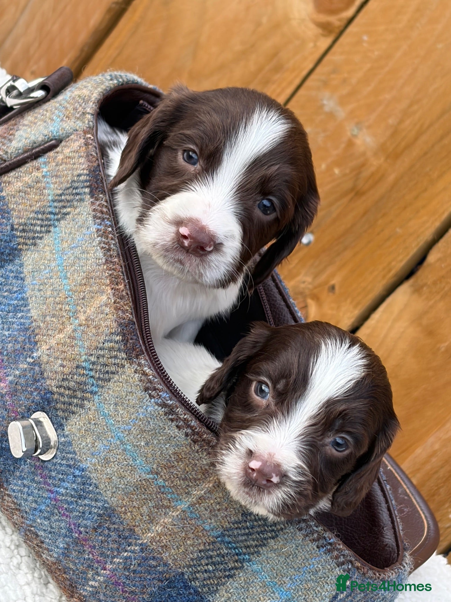 English Springer Spaniel dogs Kc registered English springer spaniel puppies  - Advert 11