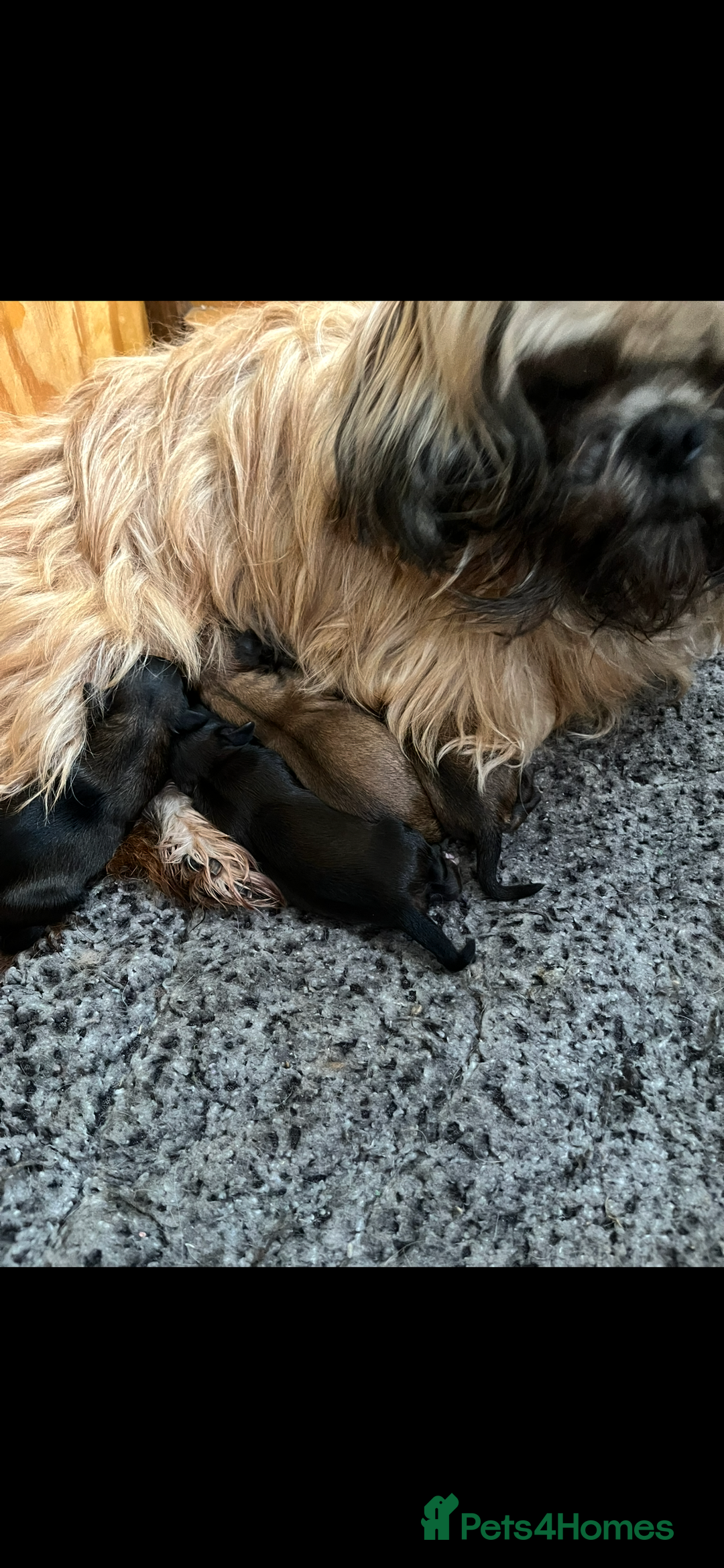 Shihpoo dogs for sale: Beautiful Shihpoo puppies  - Image 10