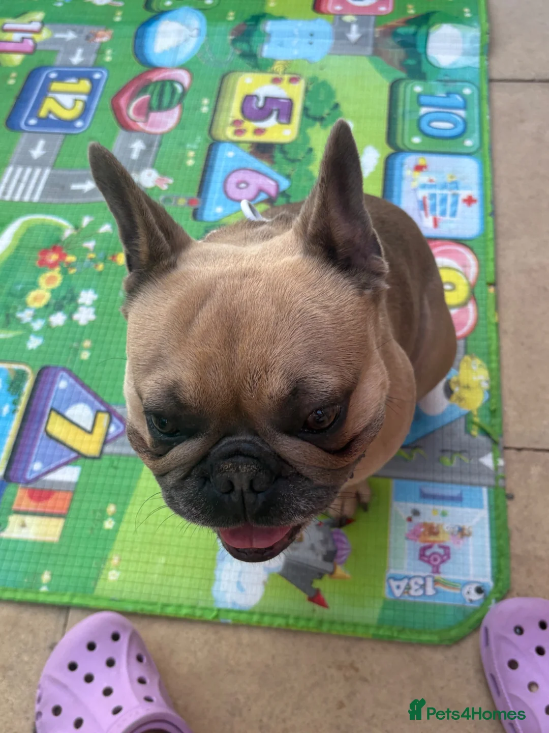 French Bulldog dogs for sale: Beautiful French bulldog puppies  - Advert 2