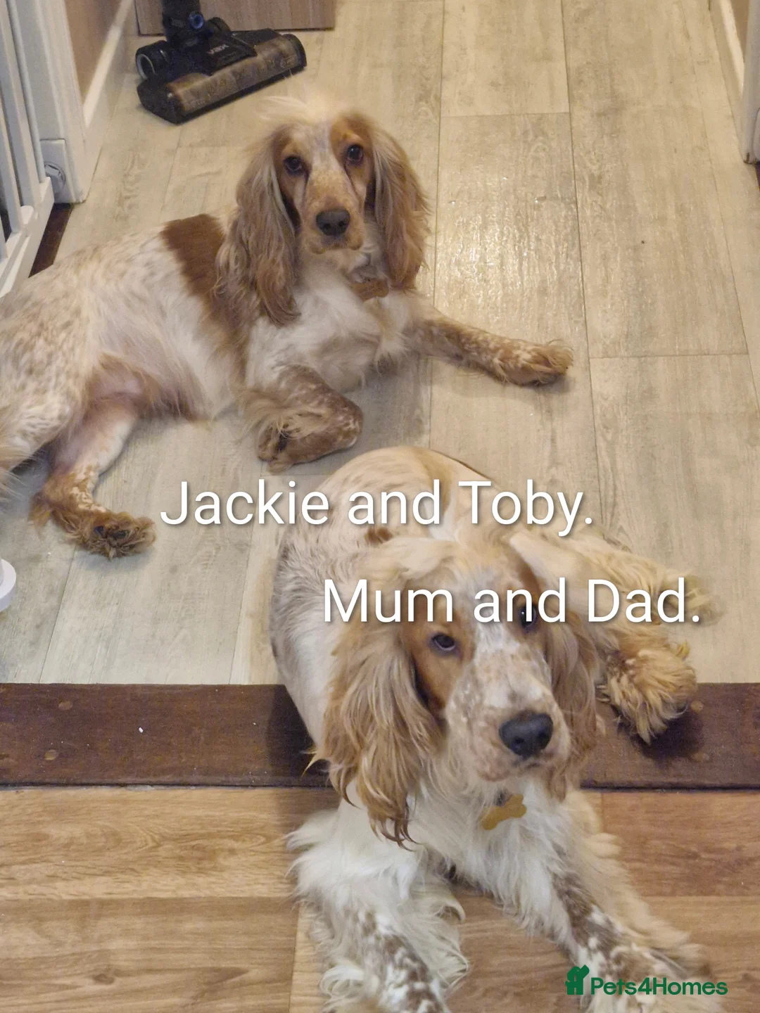 Cocker Spaniel dogs for sale: KC REGISTERED COCKER SPANIELS - Advert 2