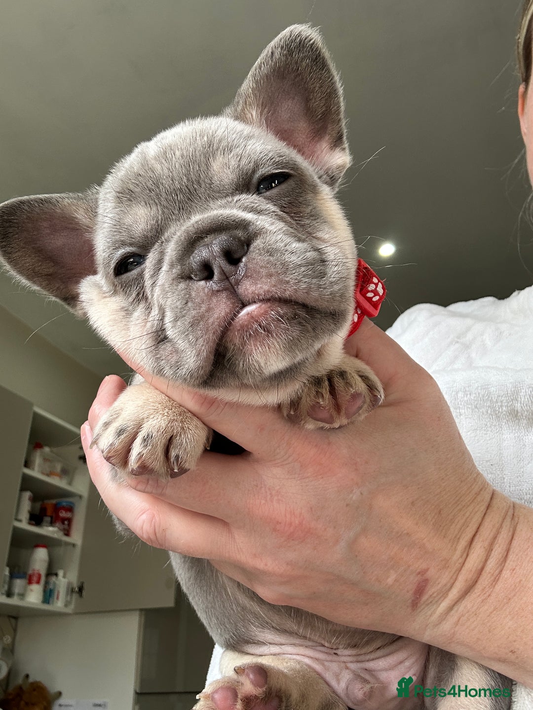 French Bulldog dogs for sale: French bulldog (fluffy) - Image 4