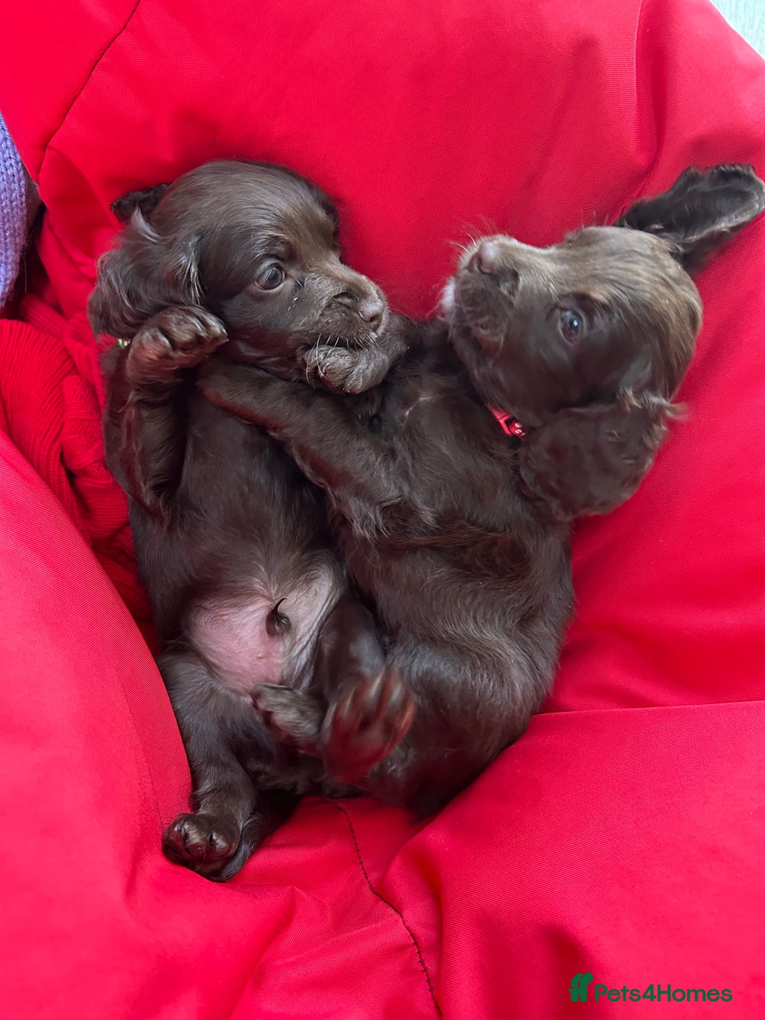 Cockapoo dogs for sale: F2 Toy Cockapoos, Two chocolate boys left - Image 2