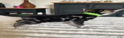 Bengal cats for sale: Bengal cross kittens in Frodsham - Advert 5