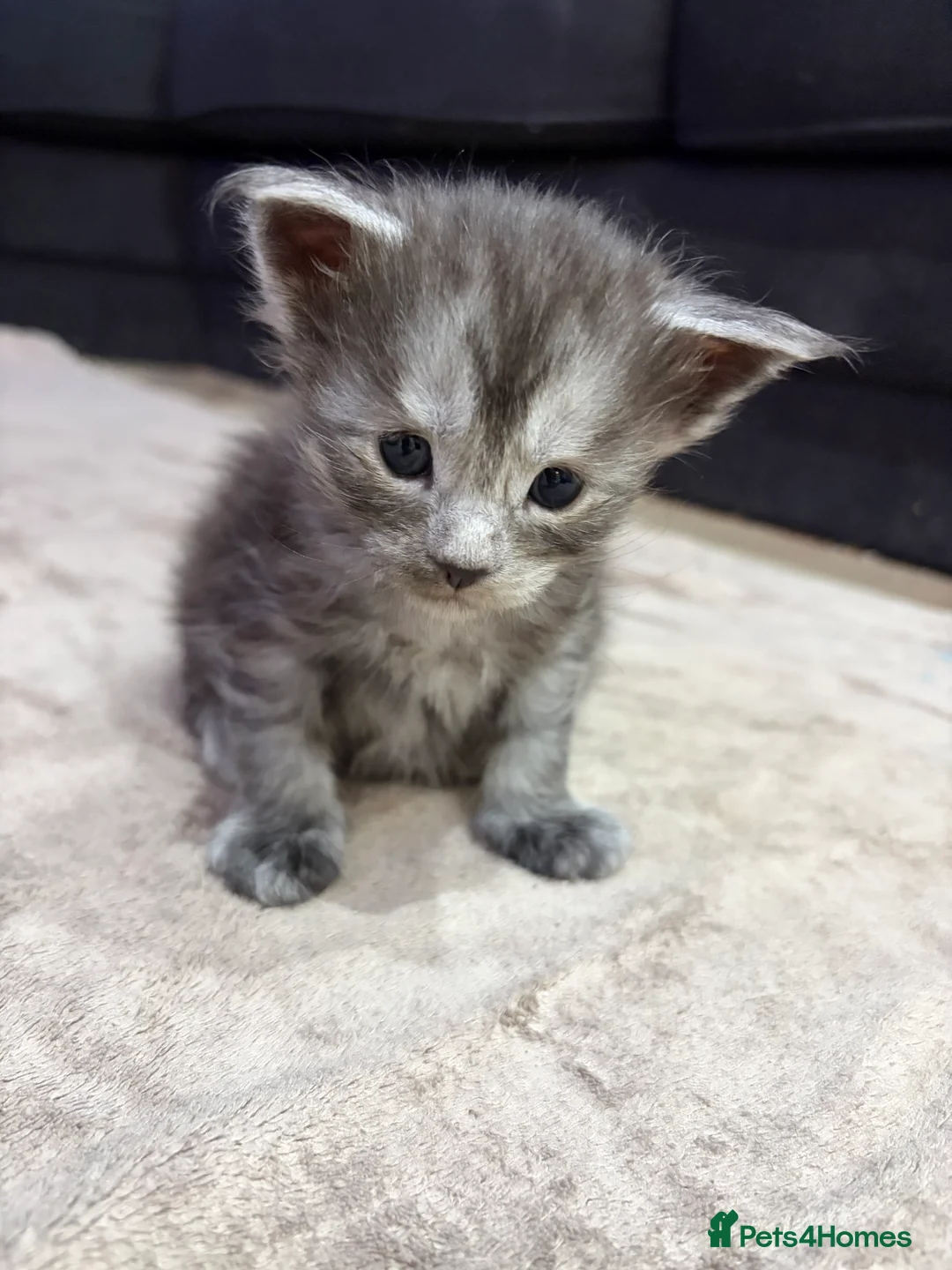 Maine Coon cats for sale: PUREBRED MAINE COON KITTENS! - Advert 3