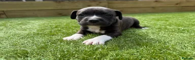 Staffordshire Bull Terrier Puppy 6
