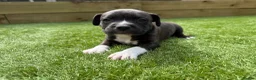 Staffordshire Bull Terrier dogs for sale: Staffordshire bull terriers for sale  - Advert 18