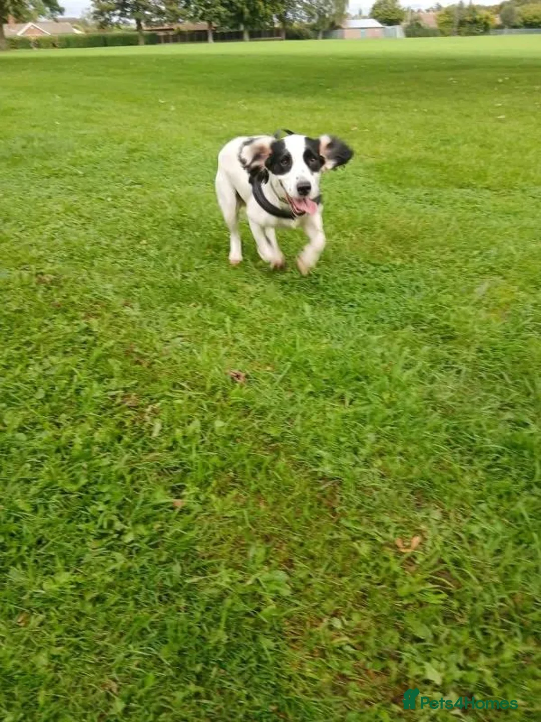 English Springer Spaniel dogs for adoption: Sunny - Advert 9