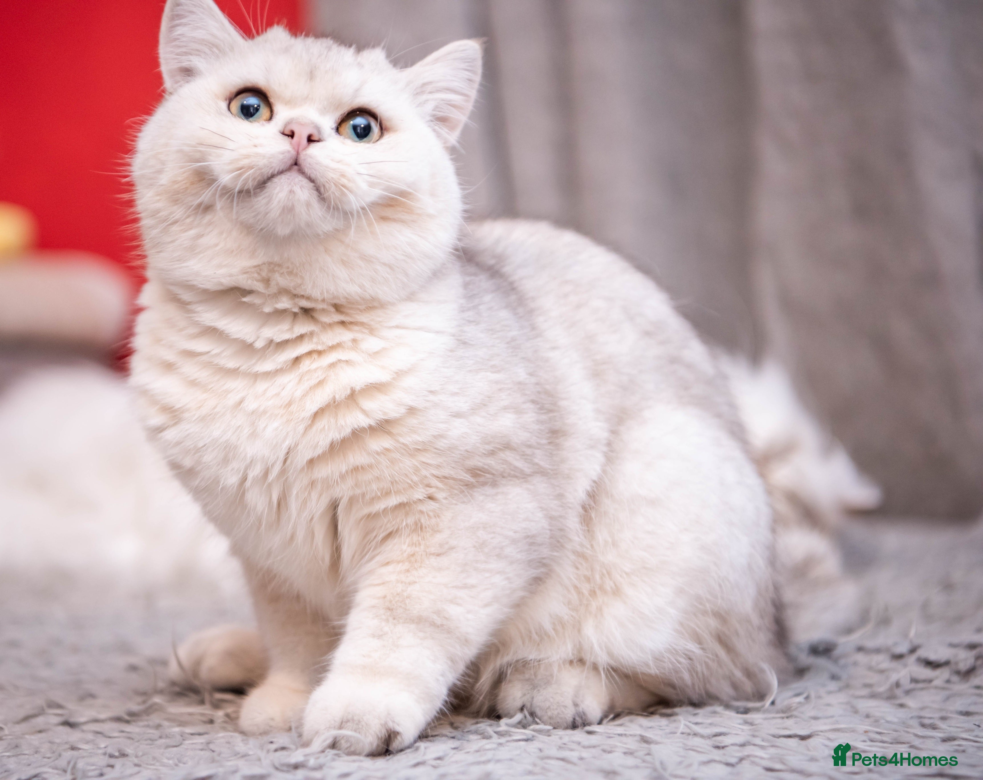 British Shorthair cats ❤ British ShortHair Active Stud ❤ Champion ❤ in Doncaster - Advert 1