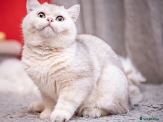 British Shorthair cats ❤ British ShortHair Active Stud ❤ Champion ❤ in Doncaster - Advert 7