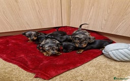 Miniature Dachshund dogs for sale: Black grey dapple, Black Tan miniature dachshund - Image 8