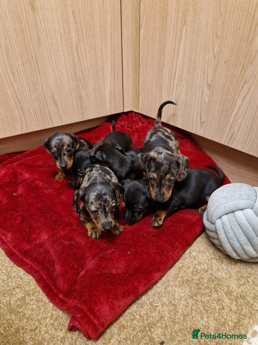 Miniature Dachshund dogs for sale: Black grey dapple, Black Tan miniature dachshund - Image 8