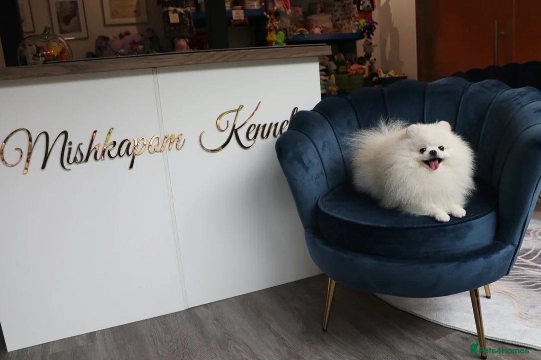 Pomeranian dogs for stud: Optical White Pomeranian stud  - Advert 2