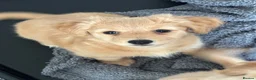 Mixed Breed dogs for sale: 🌸Mini Dachsund x Pomeranian Puppies🌸 - Advert 1