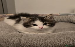 Ragdoll cats for sale: Fluffy kittens Ragdoll x - Image 8