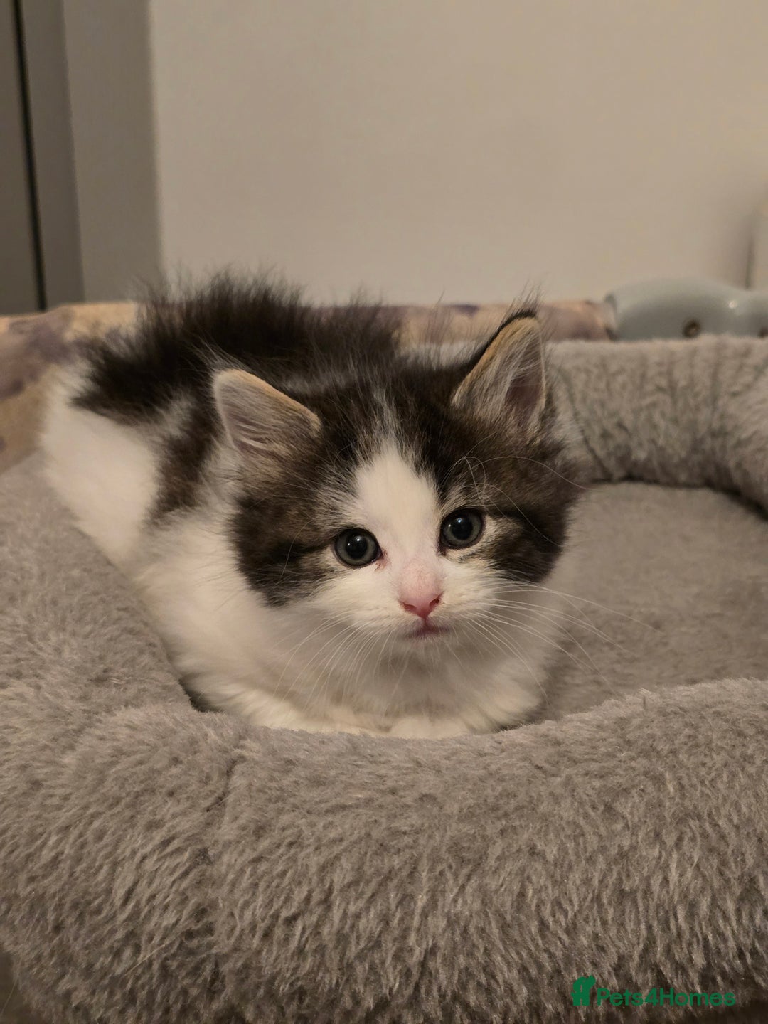 Ragdoll cats for sale: Fluffy kittens Ragdoll x - Image 8