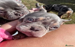 French Bulldog dogs for sale: Kc registered 12 week old French. Bulldogs  - Image 21
