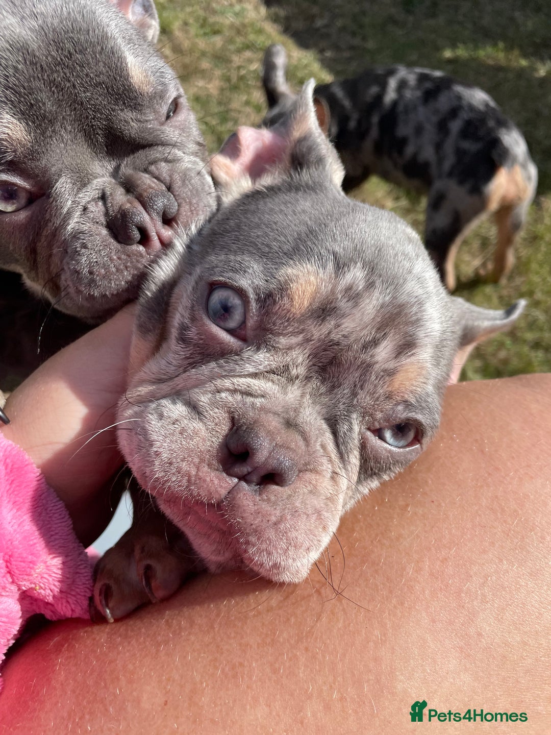 French Bulldog dogs for sale: Kc registered 12 week old French. Bulldogs  - Image 21