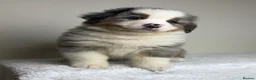 Mixed Breed dogs for sale: ⭐️SUPER RARE BERNESE x AUSTRALIAN SHEPHERD PUPS⭐️ - Advert 30