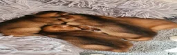 Abyssinian cats for sale: 4 Abysinnian registered boys - Advert 5