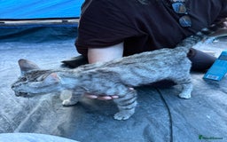 Domestic Shorthair cats for sale: ONLY ONE LEFT 4 gorgeous kittens ready to go - Image 11