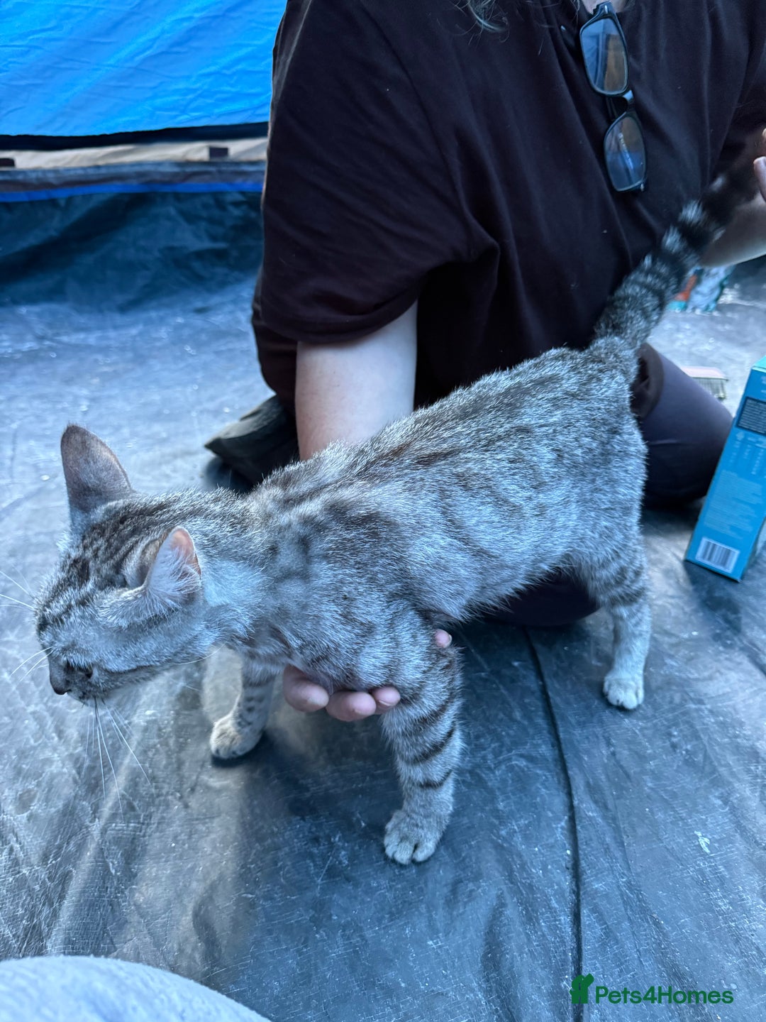 Domestic Shorthair cats for sale: ONLY ONE LEFT 4 gorgeous kittens ready to go - Image 11