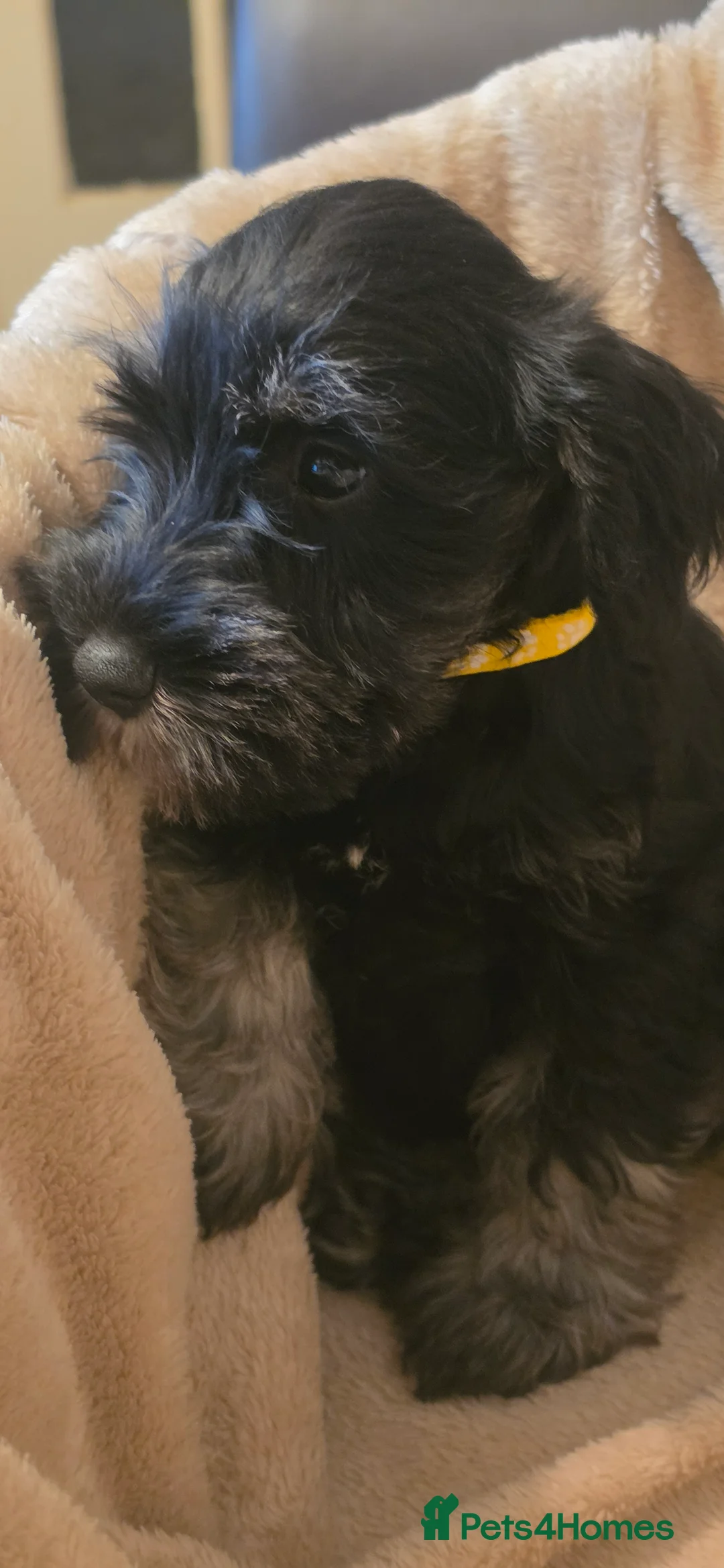 Miniature Schnauzer dogs for sale: Miniature schnauzers for sale in Leeds - Advert 9