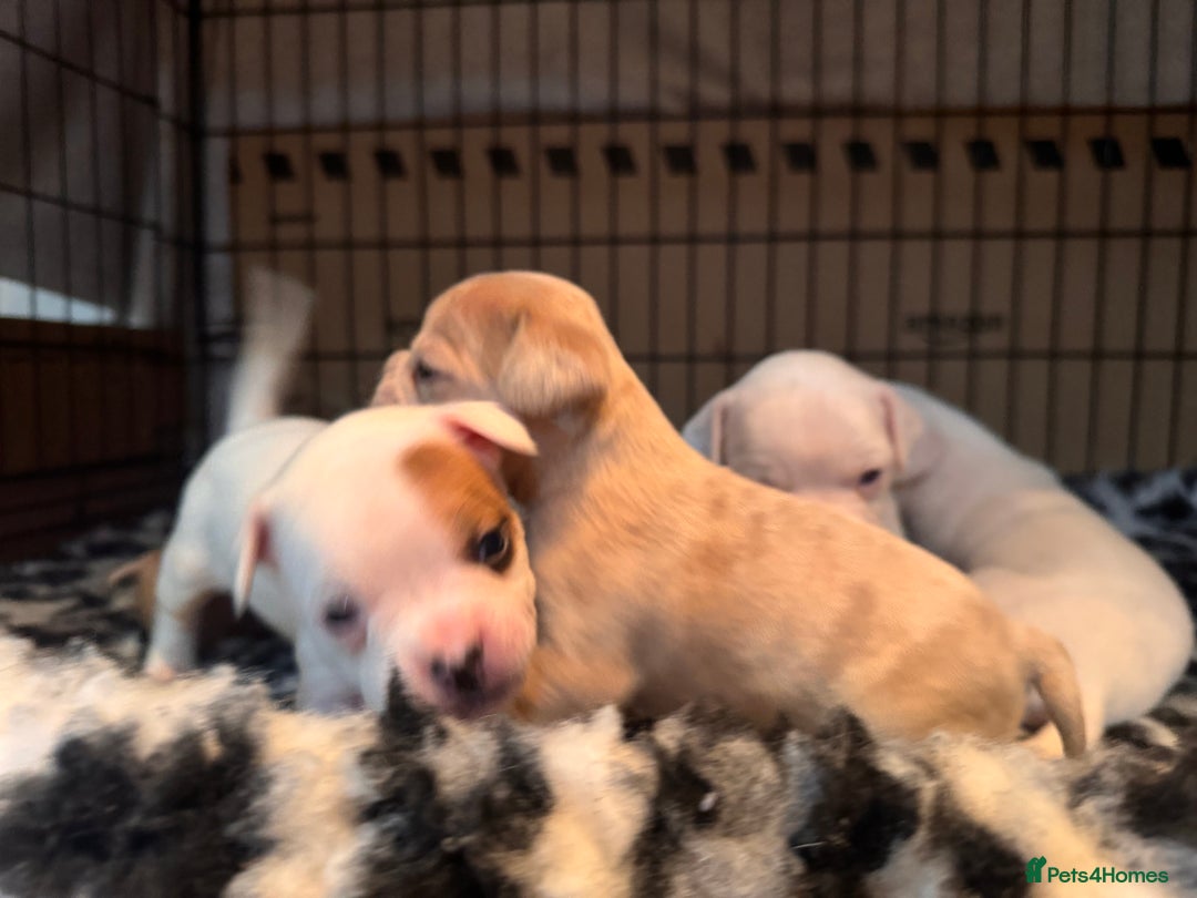 Mixed Breed dogs for sale: French bulldog x American bulldog Ready Now  - Advert 1