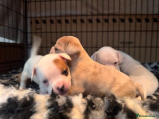 Mixed Breed dogs French bulldog x American bulldog - Advert 12