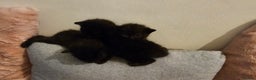 Bombay cats for sale: Selling 3 friendly kitten 😸 ♥️  - Advert 5