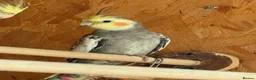 Cockatiels birds for sale: Young beautiful and healthy cocktails and budgies  - Advert 2