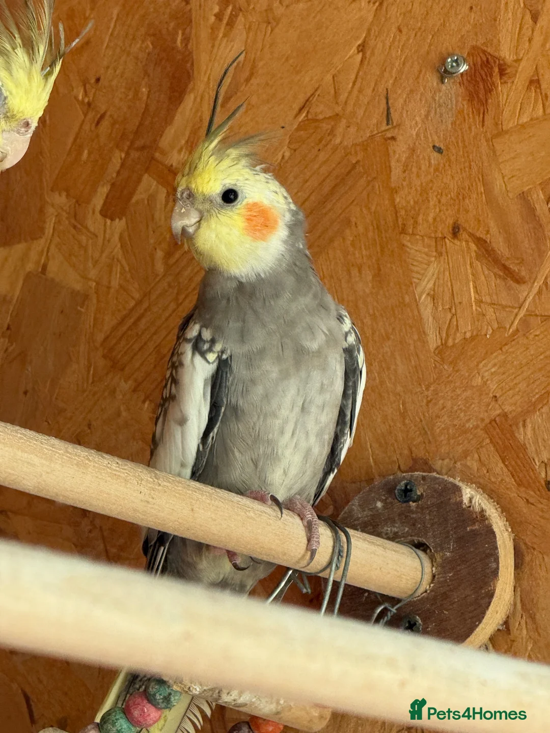 Cockatiels birds for sale: Young beautiful and healthy cocktails and budgies  - Advert 2