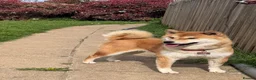 Japanese Shiba Inu dogs for sale: Beautiful Japanese Shiba Inu Girl  - Advert 2