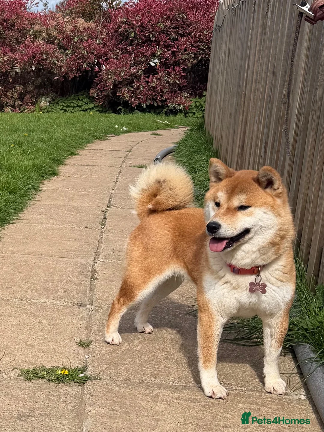 Japanese Shiba Inu dogs for sale: Beautiful Japanese Shiba Inu Girl  - Advert 2
