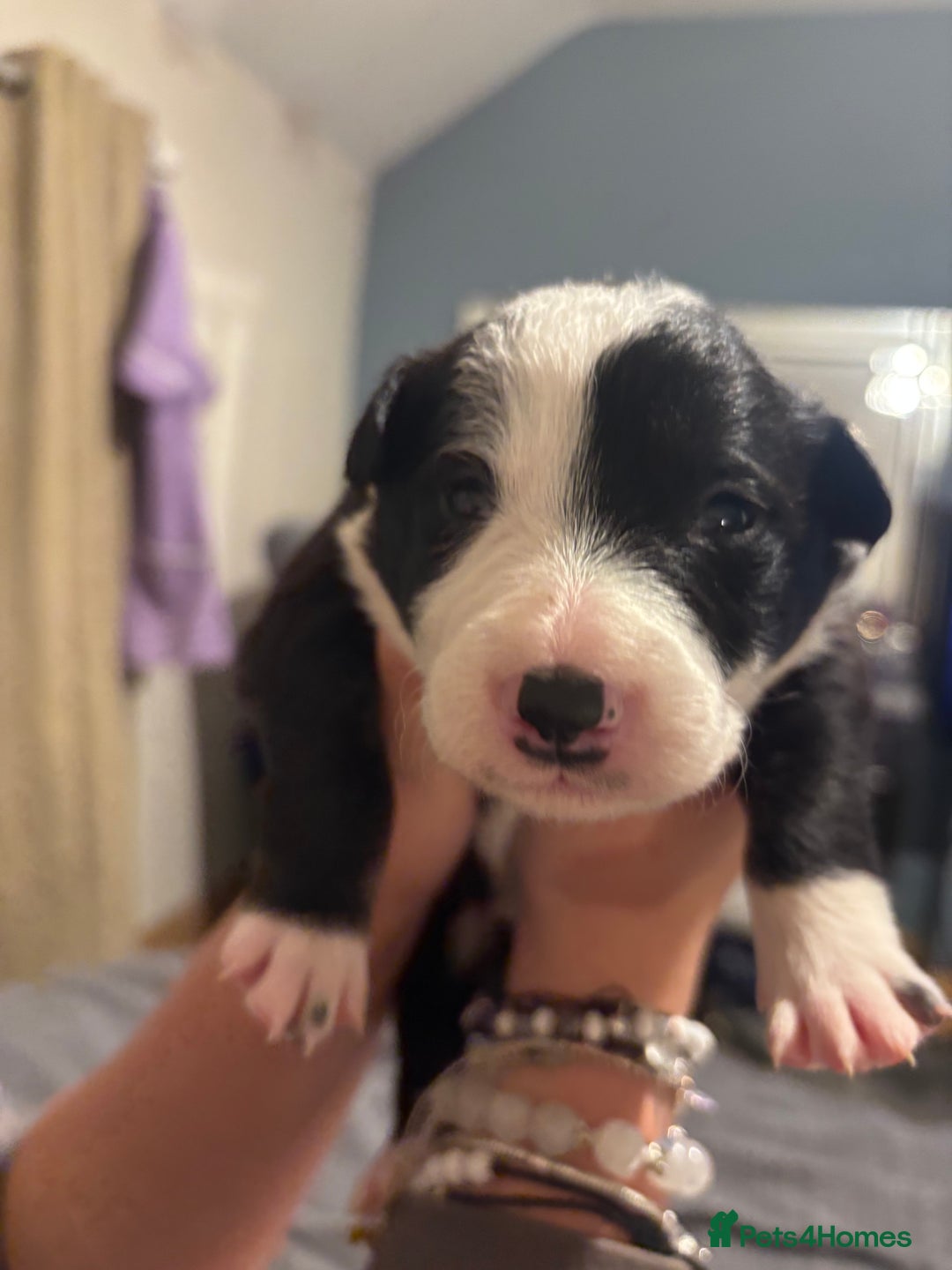Border Collie dogs for sale: Border collie puppy’s ready to reserve  - Image 10