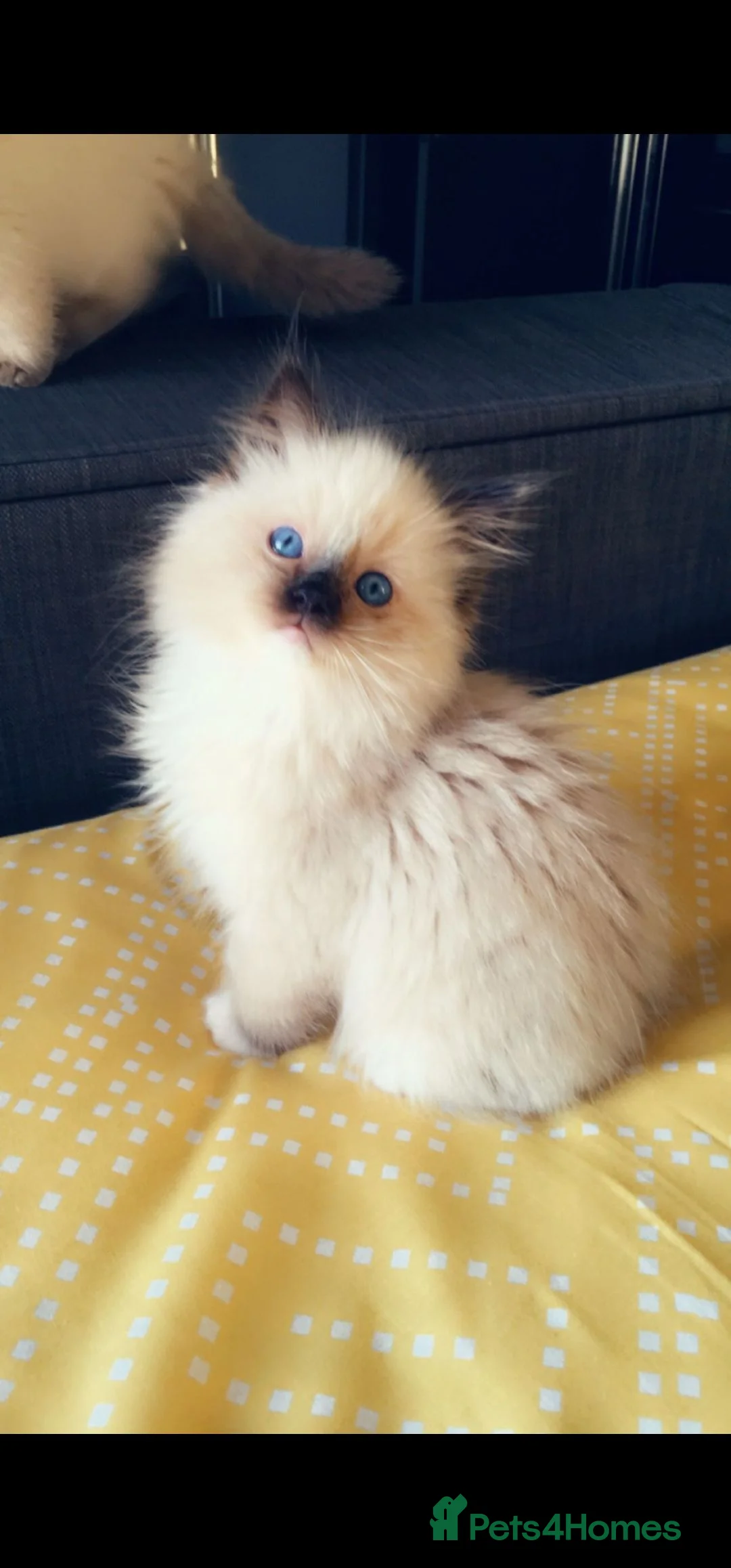 Ragdoll cats for sale: TICA REGISTERED KITTENS/Active - Advert 5