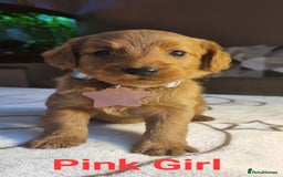 Labradoodle dogs for sale: Labradoodle Fox Red ❤️💞❤️Health check - Image 5