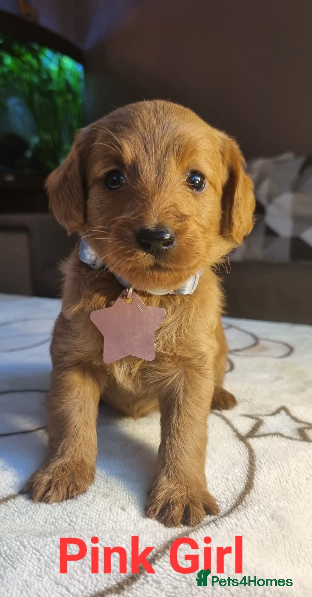 Labradoodle dogs for sale: Labradoodle Fox Red ❤️💞❤️Health check - Image 5