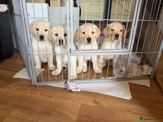 Labrador Retriever dogs AVAILABLE NOW 2 male KC registered Labrador pups - Advert 9