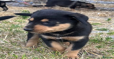 Mixed Breed dogs - Advert 4