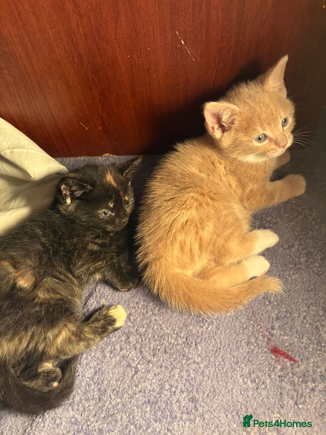 British Shorthair cats for sale: 4 kittens  - Advert 3