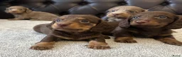 Miniature Dachshund dogs for sale: Dachshund miniature long hair  - Advert 3