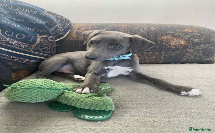 Mixed Breed dogs Beautiful Saluki x Whippet puppies - Advert 3