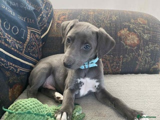 Mixed Breed dogs Beautiful Saluki x Whippet puppies - Advert 1