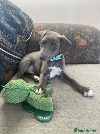 Mixed Breed dogs Beautiful Saluki x Whippet puppies - Advert 14