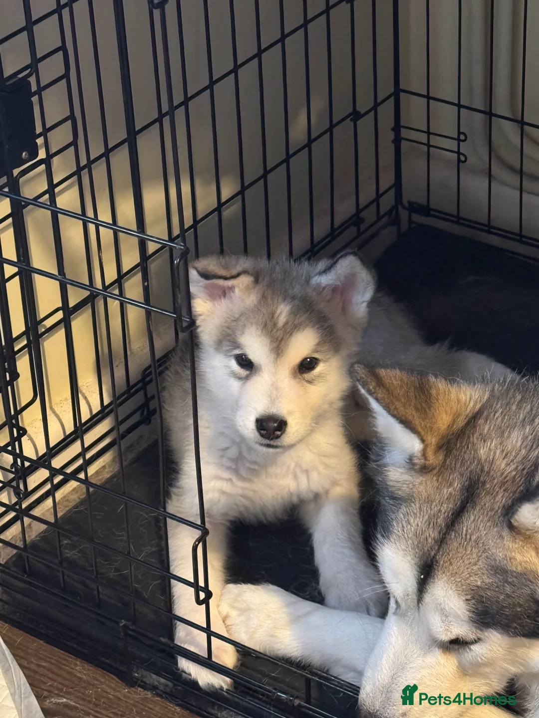 Alaskan Malamute dogs for sale: Alaskan malamute boy - Advert 3
