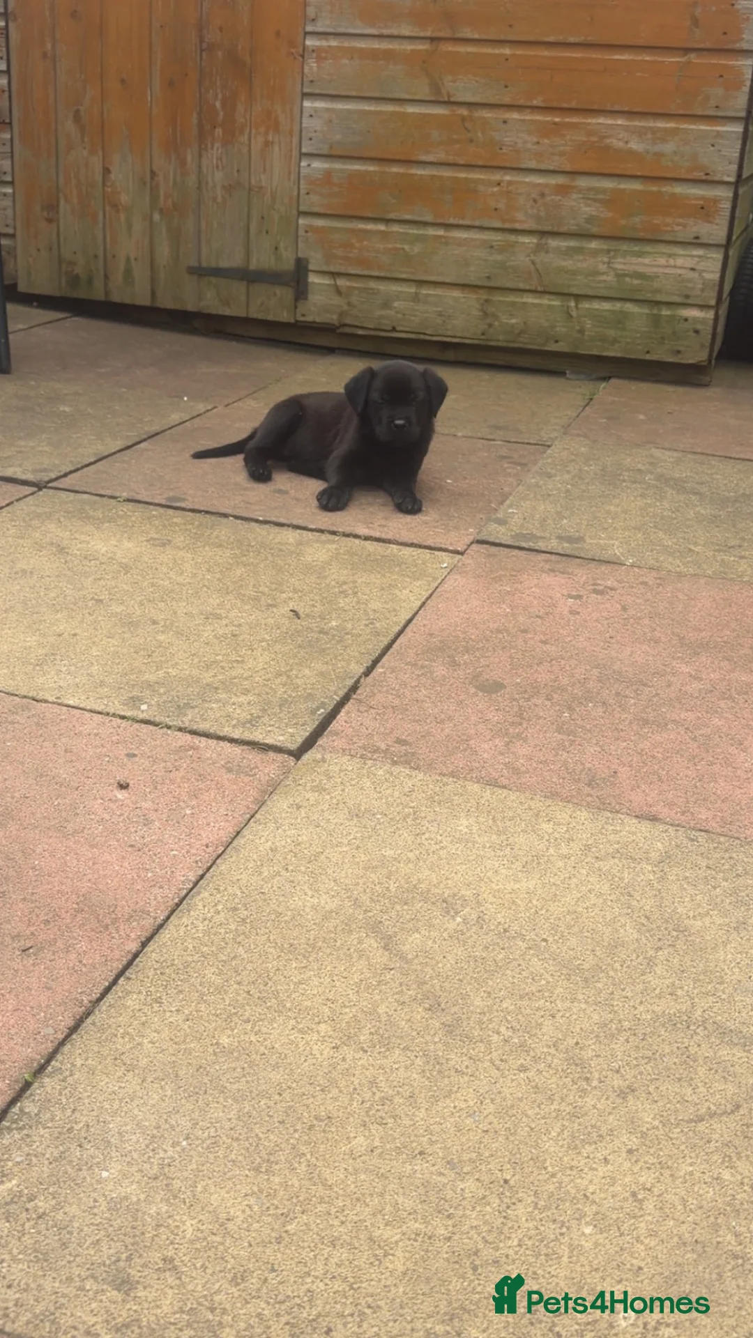 Mixed Breed dogs for sale: Narla  - Advert 4