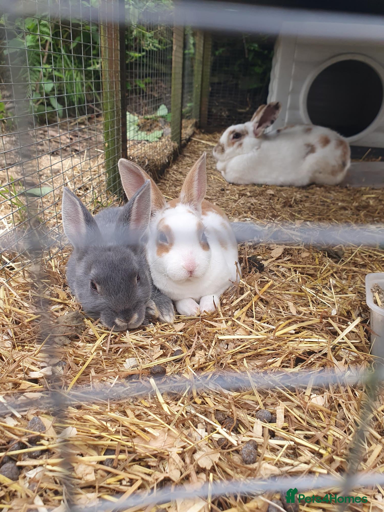 Mixed Breed rabbits 3 litters of mixed rabbits - Advert 17
