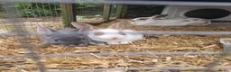 Mixed Breed rabbits for sale: 3 litters of mixed rabbits - Advert 1