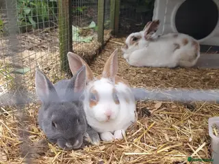 Mixed Breed rabbits 3 litters of mixed rabbits - Advert 17
