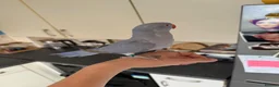 Ringnecks birds for sale: Baby ringneck - Advert 2
